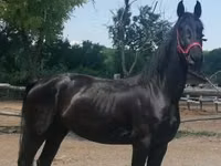 Yegua, Friesian — foto 1
