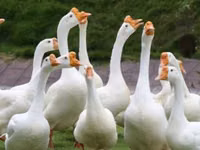 लिंडा — फ़ोटो 1