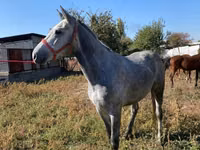公马, Horses — 照片 4
