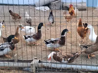 Deutscher Pekin — Foto 1