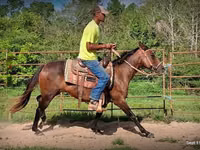 Stute, Standardbred — Foto 4