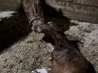 公马, Horses — 照片 2