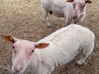 Schafe (Partie, Geschlecht nicht angegeben), Charollais sheep — Foto 1
