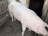 मादा सूअर — फ़ोटो 8
