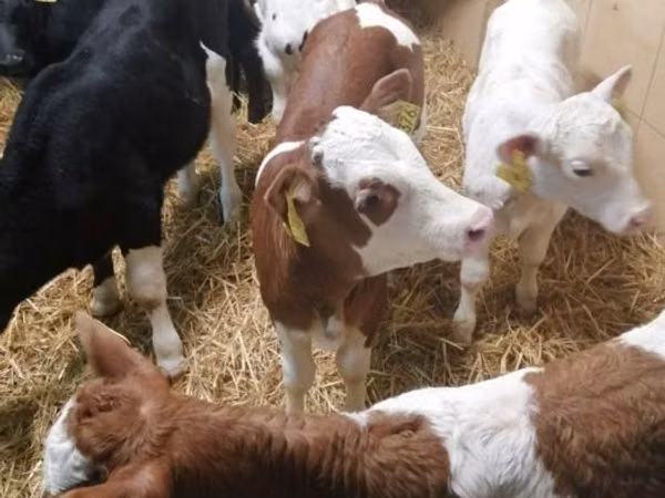 Bovins (lot, sexe non indiqué), Simmental cattle