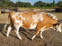 Cow, Simmental cattle — photo 6