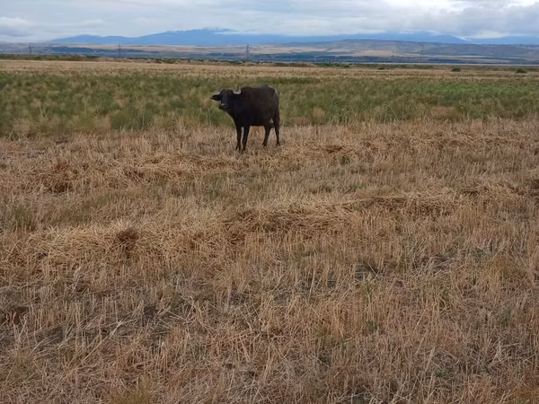 母牛, African Buffalo