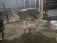 Oveja, Afghan Arabi sheep — foto 3