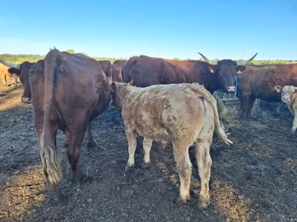 母牛, Salers cattle