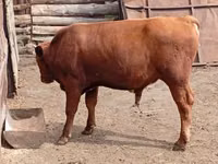 Toro, Ganado vacuno — foto 5
