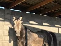 Horse (M), Arabian horse — photo 2