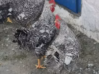 Chickens — foto 2