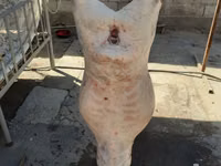 Brebis, Yecheng sheep — photo 4
