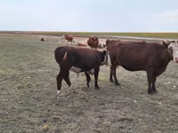 母牛, Simmental cattle — 照片 2