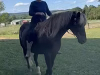 Cheval, Rocky Mountain Horse — photo 7