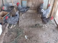 Slovenian Barred Hen — photo 6
