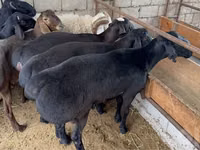 كبش, الأغنام — الصورة 2