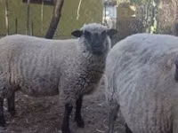 Widder, Shroshire sheep — Foto 2
