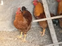 New Hampshire Red — photo 1