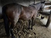 Mare, Horses — photo 3