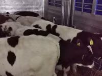 公牛, Russian Black pied cattle — 照片 7