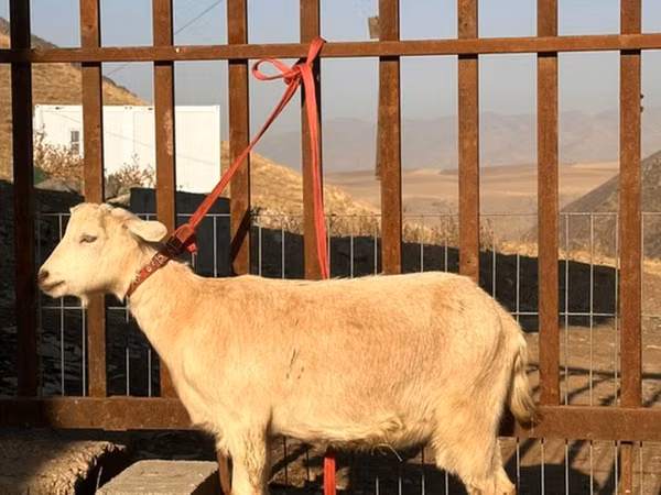 Chèvre, Saanen goat