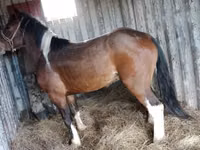 公马, Altai horse — 照片 3