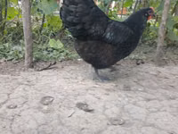 Australorp — photo 2