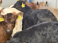 Bovins (lot, sexe non indiqué), Simmental cattle — photo 5