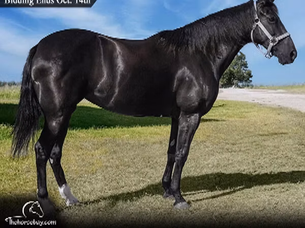 Jument, Tennessee Walking Horse