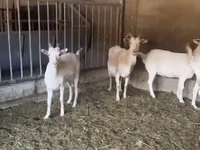 母山羊, Pomellata goat — 照片 2