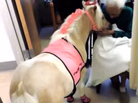 Stute, Palomino — Foto 2