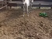 فرس, lcelandic horse — الصورة 1