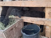 Ram, Sheep — photo 5