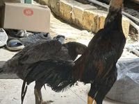 Chickens — 照片 1
