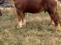 حصان, Suffolk Punch — الصورة 2