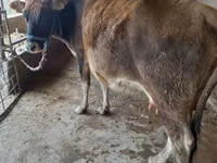 Vache, Swiss cattle — photo 3