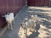 Goat, Russian White goat — photo 3