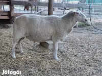 Schaf, Lacaune sheep — Foto 6