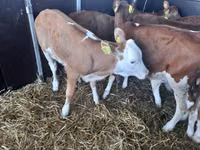 Taureau, Simmental cattle — photo 1