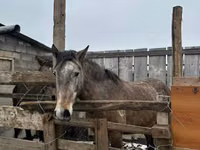 Mare, Horse breed — photo 2