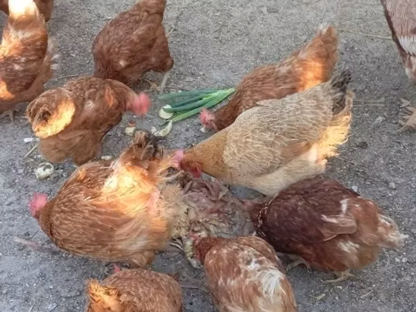 Chickens