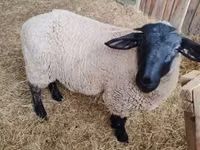 نعجة, White Suffolk sheep — الصورة 1
