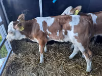 Taureau, Simmental cattle — photo 3
