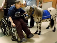 Hengst, Miniature horse — Foto 3