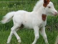 حصان, Miniature horse — الصورة 7