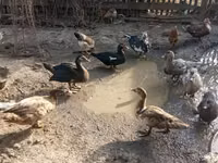 Domestic Muscovy — photo 2