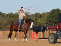 Caballo, Quarter Horse — foto 5