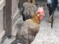 Chickens — الصورة 1