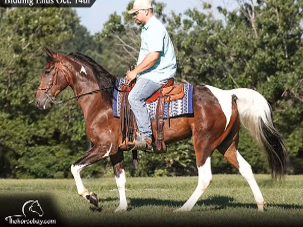 Cheval, Tennessee Walking Horse